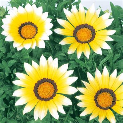 ガザニア ニューデイ ホワイト