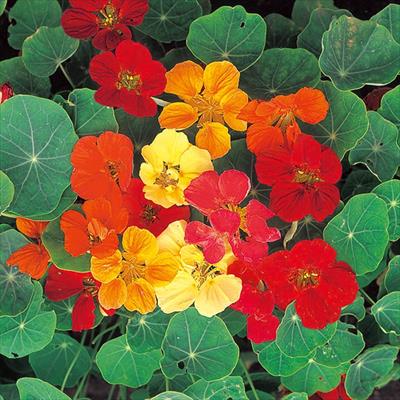 有機種子 ナスタチウム キンレンカ 種 タネ 球根 苗の通販はサカタのタネ オンラインショップ 有機種子 ナスタチウム キンレンカ 種 タネ 球根 苗の通販はサカタのタネ オンラインショップ