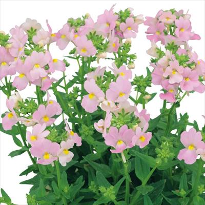 ネメシア アレンジ サクラ