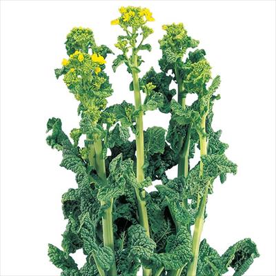 ハナナ 88号No.20