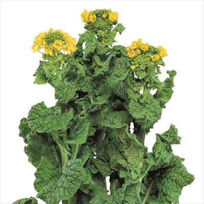 ハナナ 金木花菜（かねきはなな）