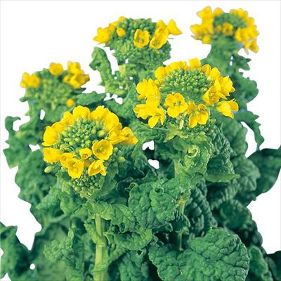 ハナナ 黒川ちりめん（サカタのタネ採種）