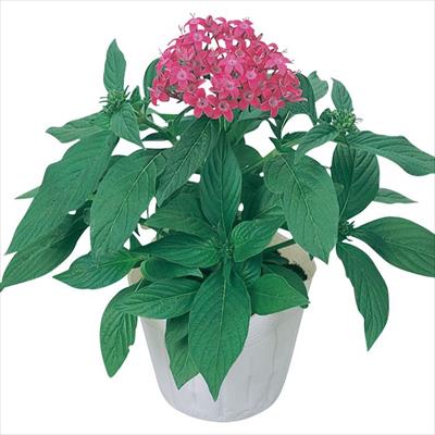 ペンタス グラフィティー バイオレット