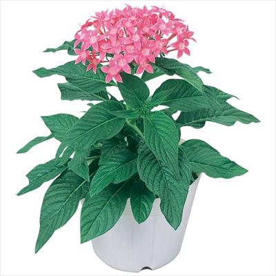 ペンタス グラフィティー ピンク