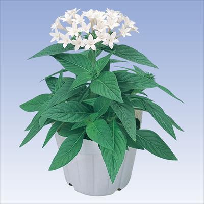 ペンタス グラフィティー ホワイト