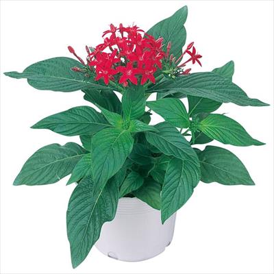 ペンタス グラフィティー リップスティック