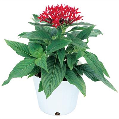 ペンタス グラフィティー レッドベルベット