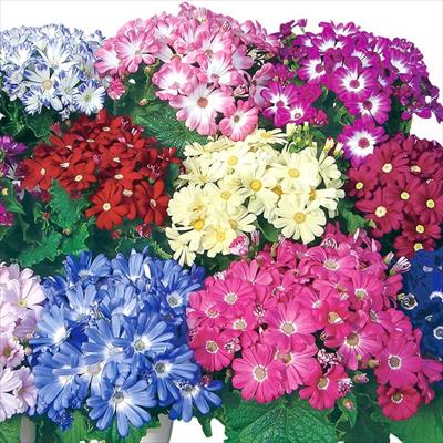 草花の種（タネ）｜サカタのタネ オンラインショップ