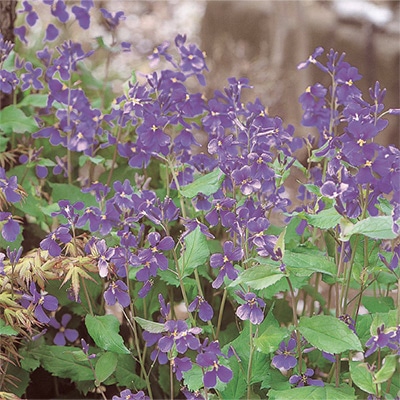 菜の花 紫花菜 種 タネ 球根 苗の通販はサカタのタネ オンラインショップ