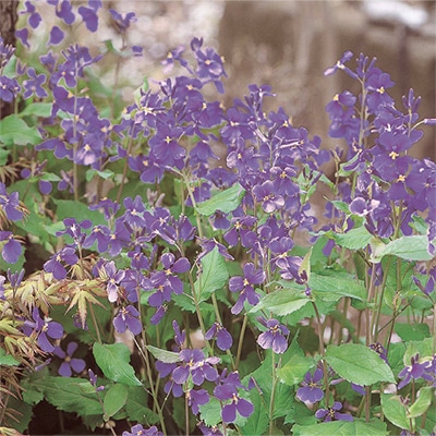 菜の花 春陽 種 タネ 球根 苗の通販はサカタのタネ オンラインショップ