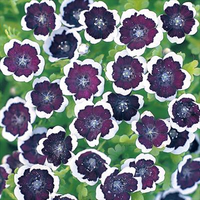 ネモフィラ ペニーブラック 種 タネ 球根 苗の通販はサカタのタネ オンラインショップ ネモフィラ ペニーブラック 種 タネ 球根 苗の通販はサカタのタネ オンラインショップ