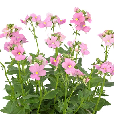 ネメシア アレンジ ピンク （ver.2）