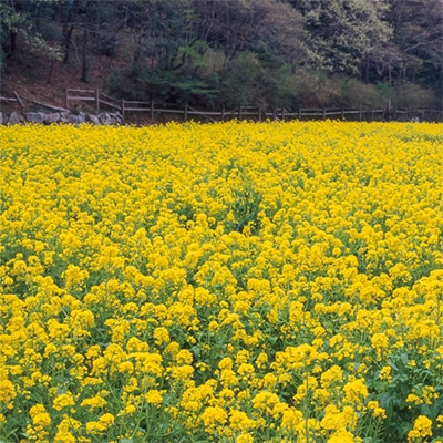 景観用大袋 菜の花 ハナナ 金木花菜 種 タネ 球根 苗の通販はサカタのタネ オンラインショップ