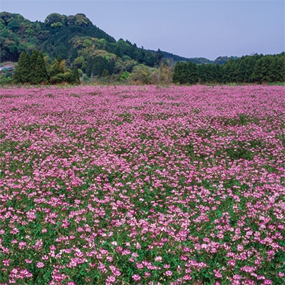 景観用大袋 レンゲ 紫雲英｜種（タネ）,球根,苗,資材,ガーデニンググッズの通販はサカタのタネ オンラインショップ