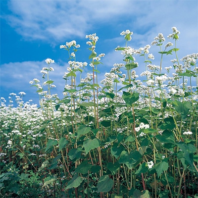 緑化用そば ミルキーウェイ