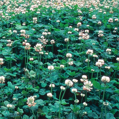 4月にまける草花の種｜種まきカレンダー｜種（タネ）,球根,苗の通販は