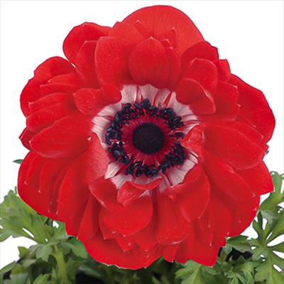 アネモネ ポルト ダブル スカーレット