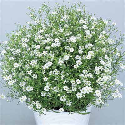 ジプソフィラ ジプシー ホワイト Ver 2 種 タネ 球根 苗の通販はサカタのタネ オンラインショップ