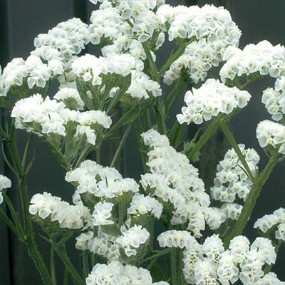 スターチス  エリオット ホワイト