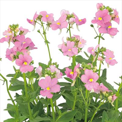 ネメシア アレンジ ピンク（ver.2）