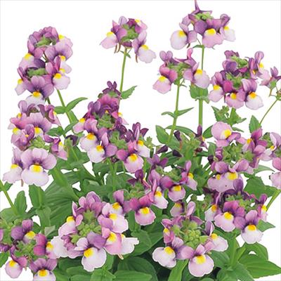 ネメシア プリティープリーズ ブルーバイカラー