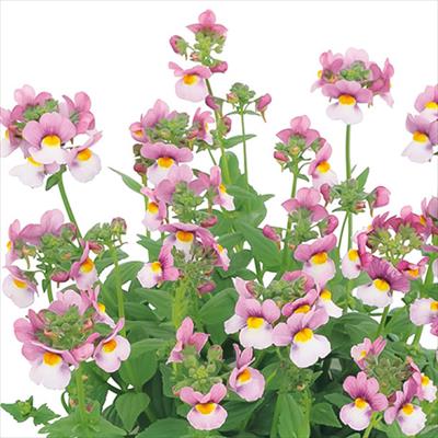 ネメシア プリティープリーズ ローズバイカラー