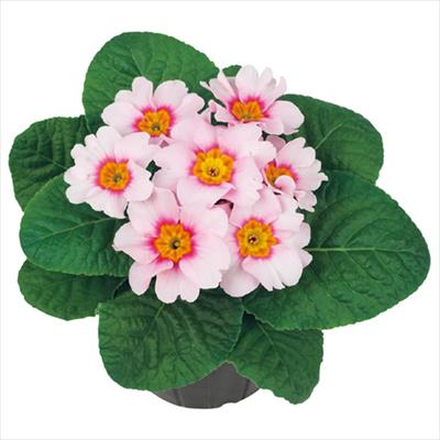 プリムラ ポリアンタ アプリ サクラ