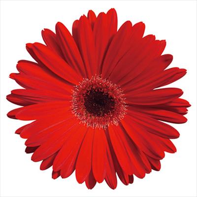 ガーベラ マジョレッテ レッドアイ