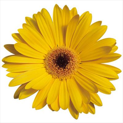 ガーベラ マジョレッテ イエローアイ（ver.2）