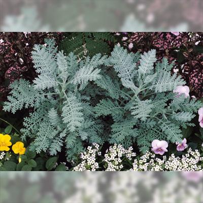 ダスティーミラー（白妙菊） ドワーフ シルバーレース