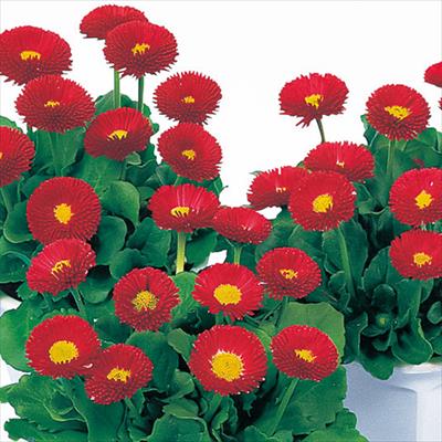 デージー アーリーポンポネット レッド