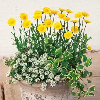 クリサンセマム アップライト イエロー