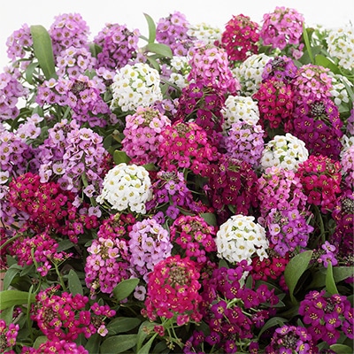 アリッサム ワンダーランド ミックス