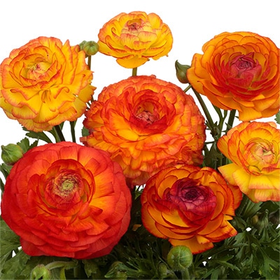 ラナンキュラス ワンダーランドiQ ファイアーバイカラー