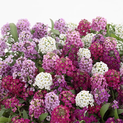 アリッサム ワンダーランド ミックス