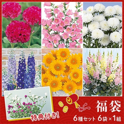 花の種福袋 切り花セット