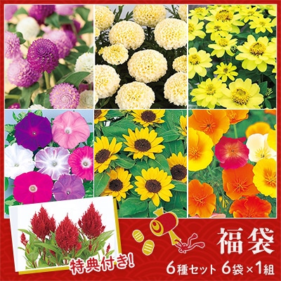 花の種福袋 花壇・鉢植えセット