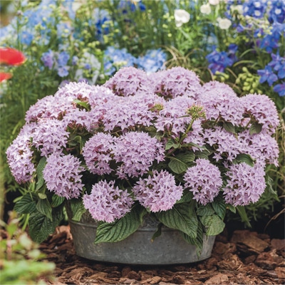 ペンタス グラフィティー ラベンダー