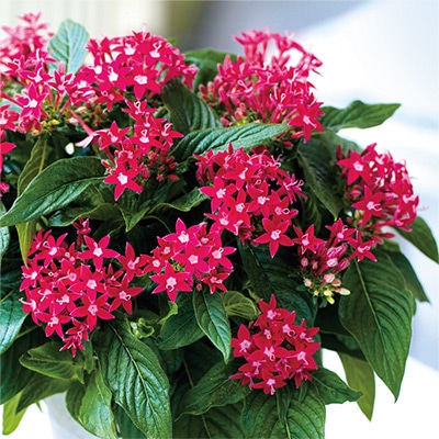 ペンタス グラフィティー ローズ