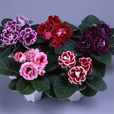 グロキシニア ブロケード ミックス