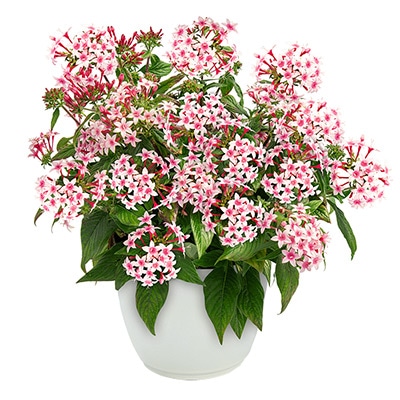 ペンタス グラフィティー アップルブロッサム