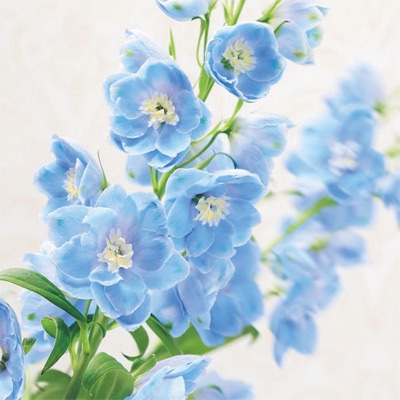 デルフィニウム キャンドルiQ ドルフィン