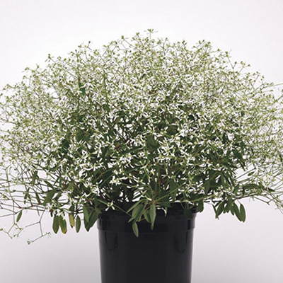 ユーフォルビア グラマー