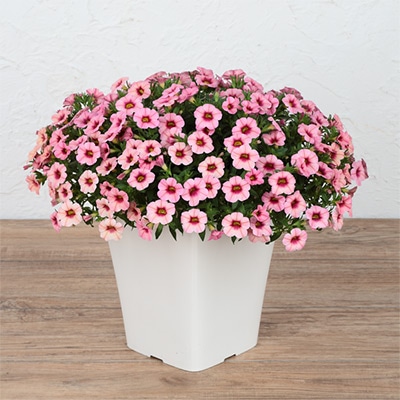 カリブラコア ふわリッチ（R）ラズベリー