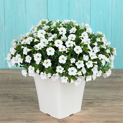 カリブラコア ふわリッチ（R）ホワイト