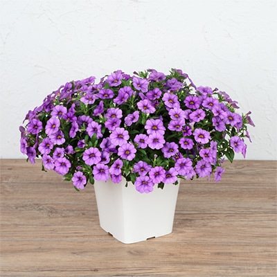 カリブラコア ふわリッチ（R）ラベンダー