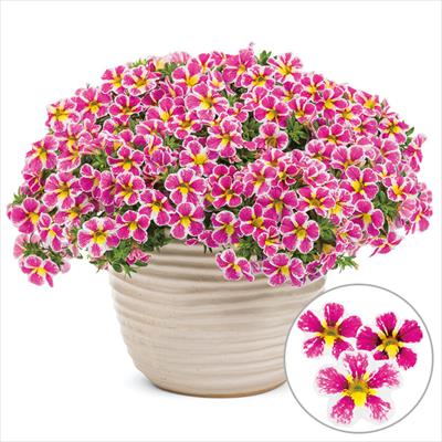 カリブラコア スーパーベル（R） ホーリーカウ