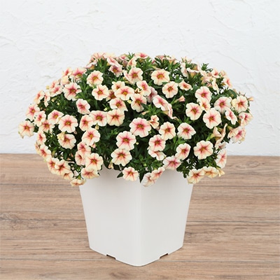 カリブラコア ふわリッチ（R）ストロベリークリーム