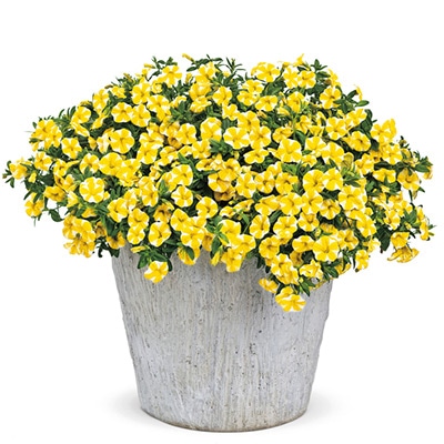 カリブラコア スーパーベル（R）レモンスライス