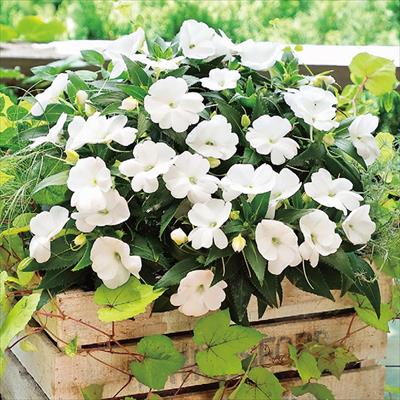 サンパティオ R ホワイト 6月お届け 種 タネ 球根 苗の通販はサカタのタネ オンラインショップ